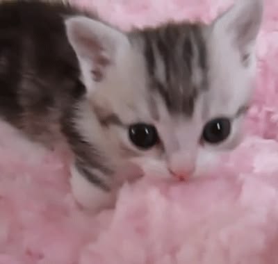 Small sleepy kitten